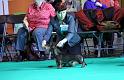 Crufts_dachshunds 293